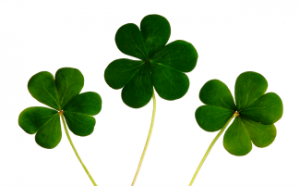 Four Leaf Clovers